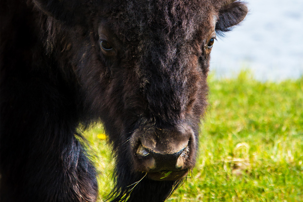 Plains bison