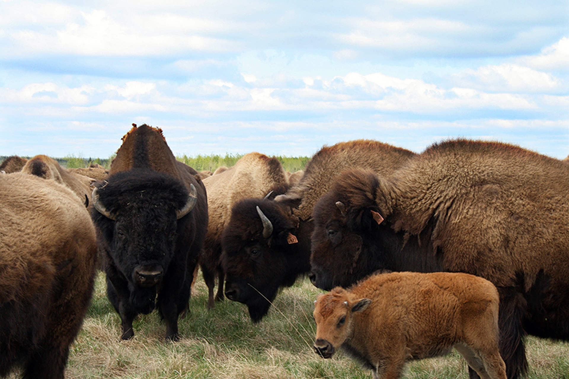 Planting the Seeds of Reclamation | Alberta Energy Regulator