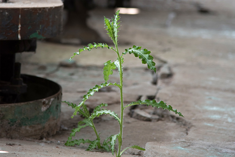 weed grows through cracks in the cement floor