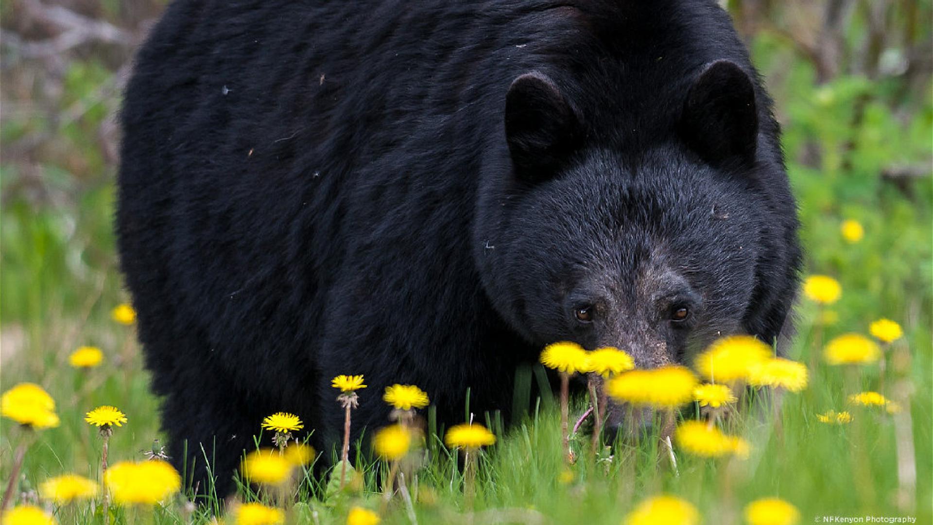 Don't Poke The Bear