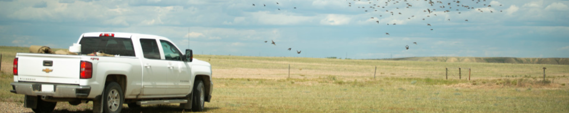 Truck on the prairies with a flock of birds