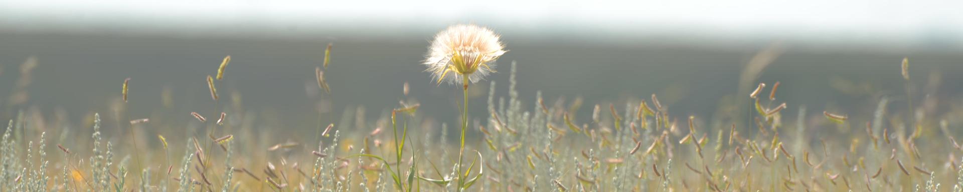 Weed and Pest Control