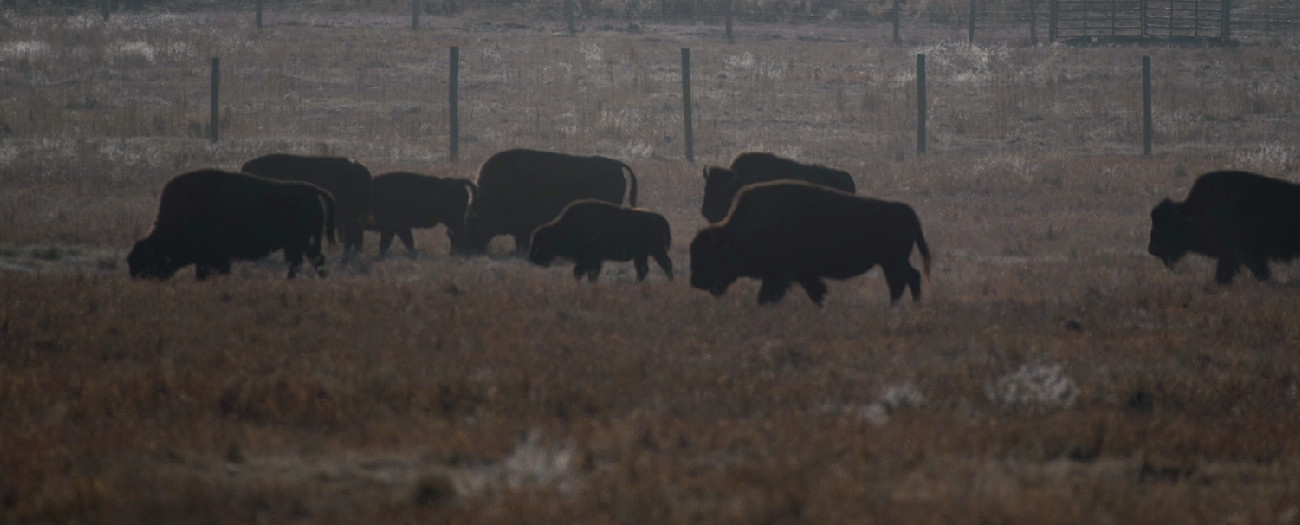 Where bison roam banner
