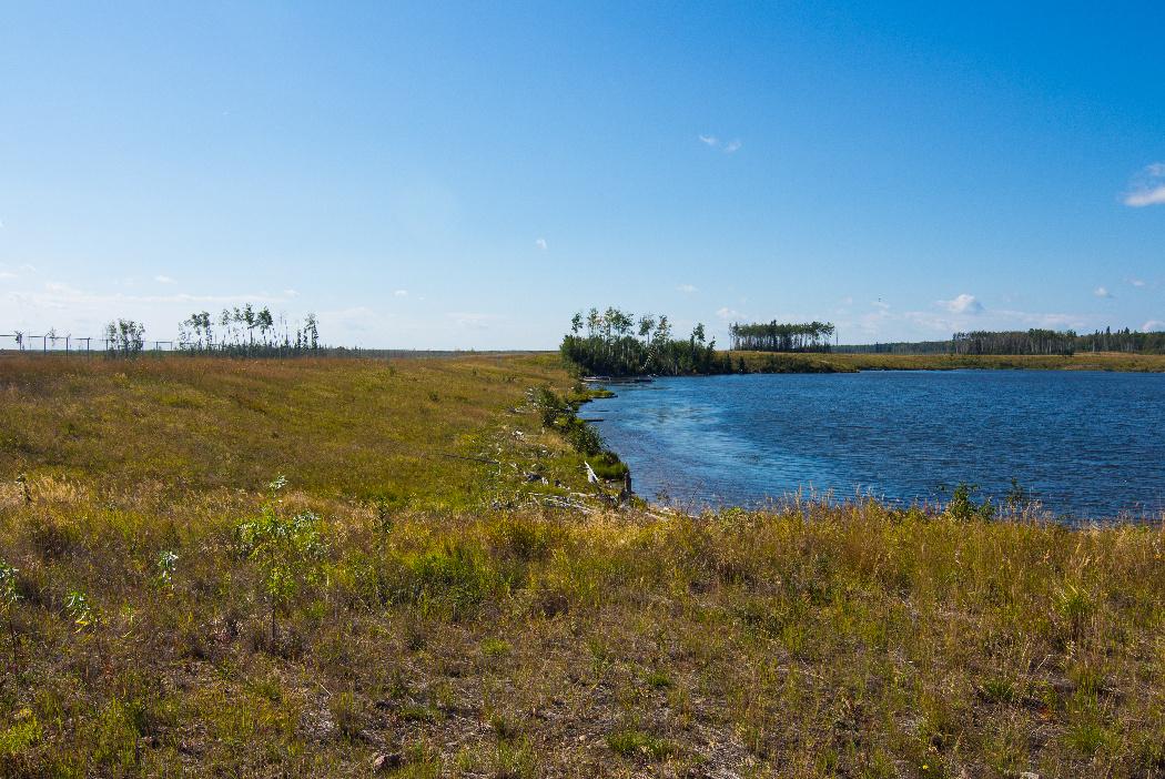 The pond 