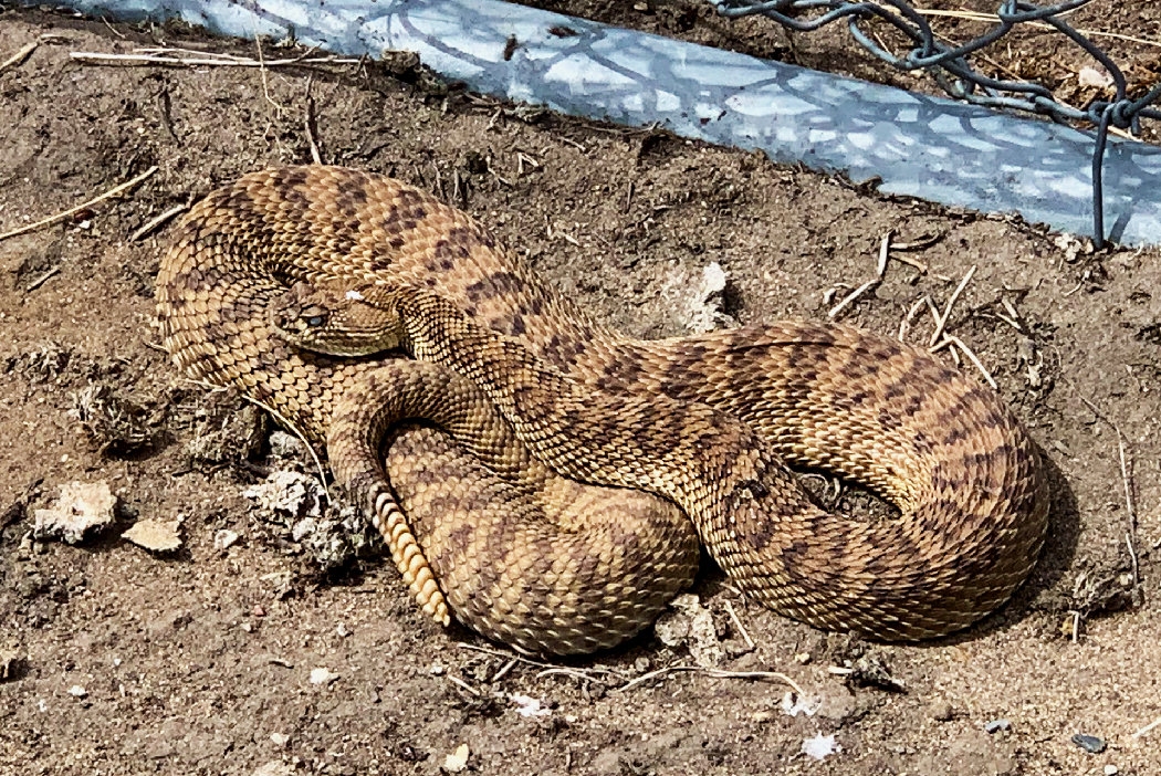 Snake