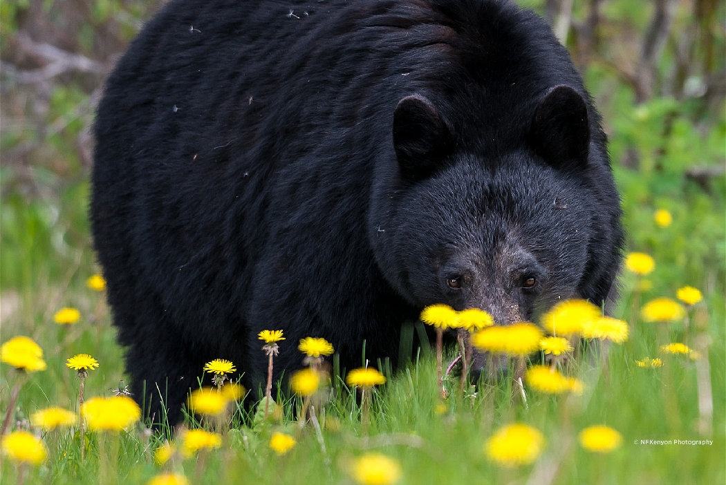 Don't Poke The Bear