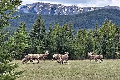 Bighorn Sheep near Rocky Mountain House
