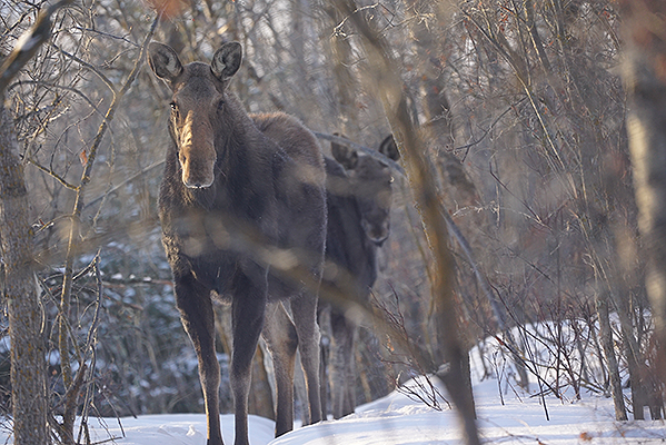 Just two of the creatures spotted by Patrick in the Bonnyville area.