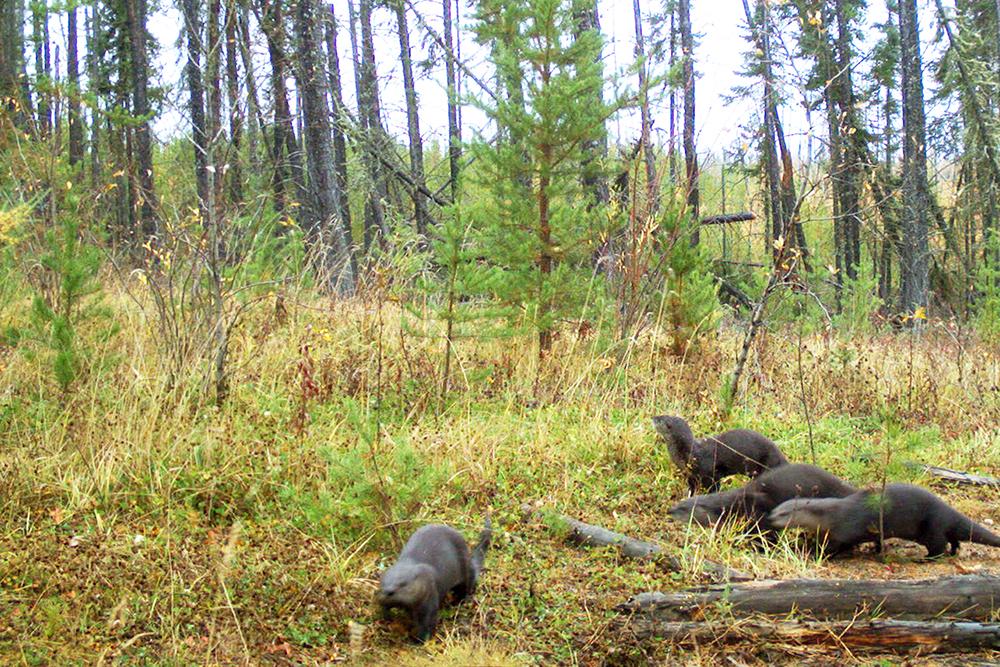 beavers