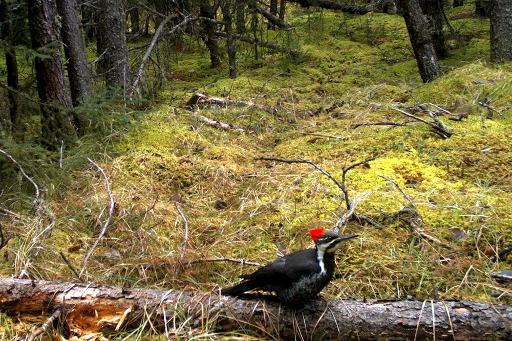 Woodpecker