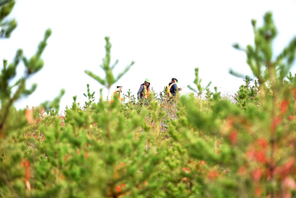 Tree seedlings and people