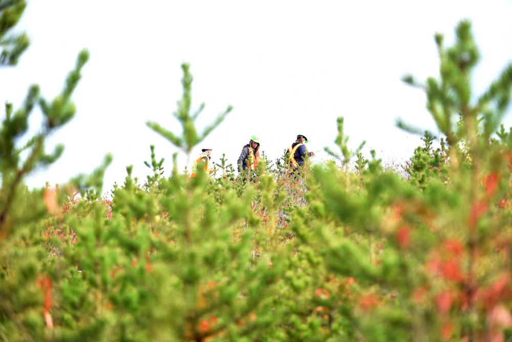 Tree seedlings and people