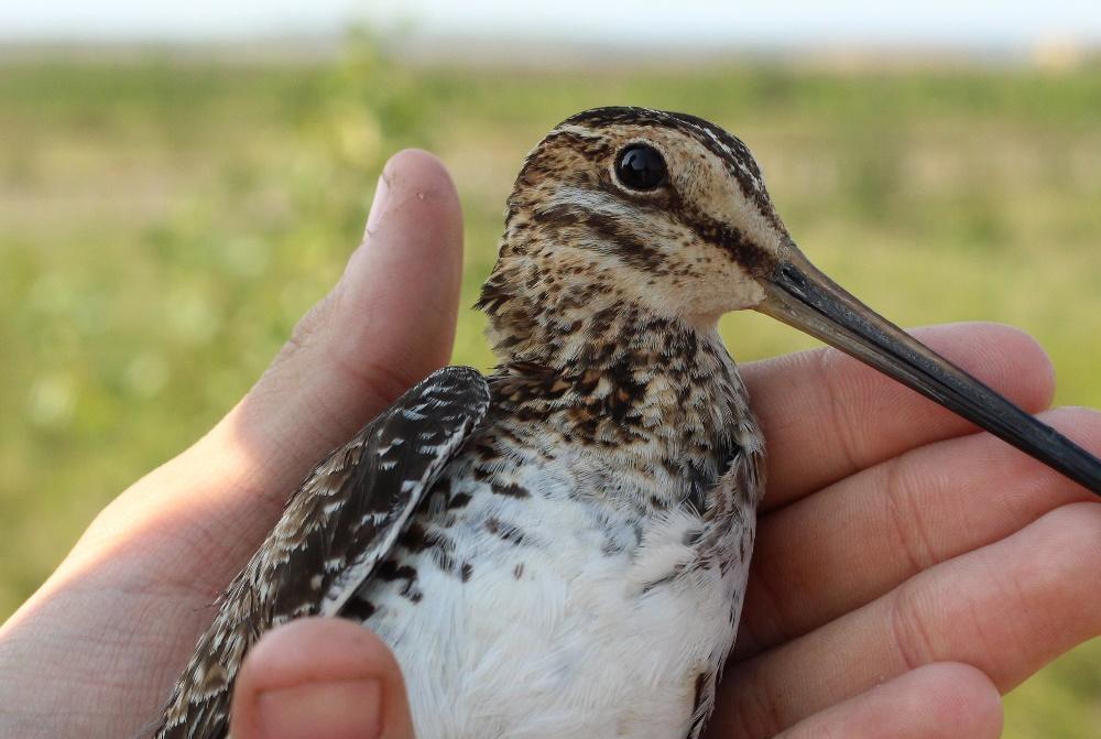 Bird in the hand