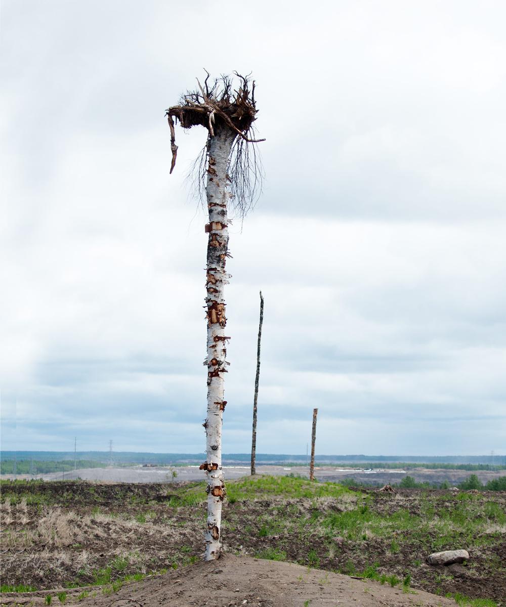 Tree with a nest