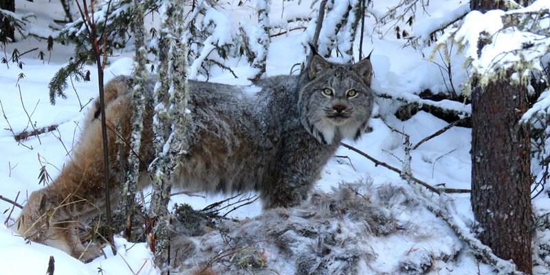 A lynx Annette spotted on her trapline